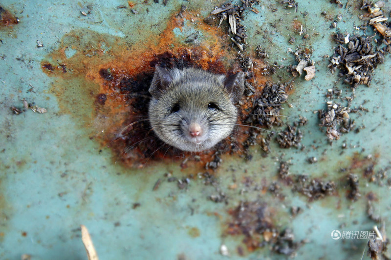 Крыса, застрявшая головой в мусорке, которая рассмешит вас до слёз(6 фото)