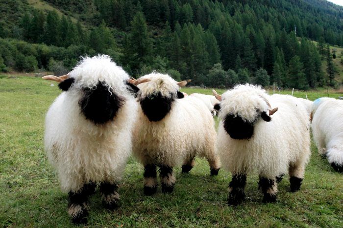 Необычные овцы (фото)